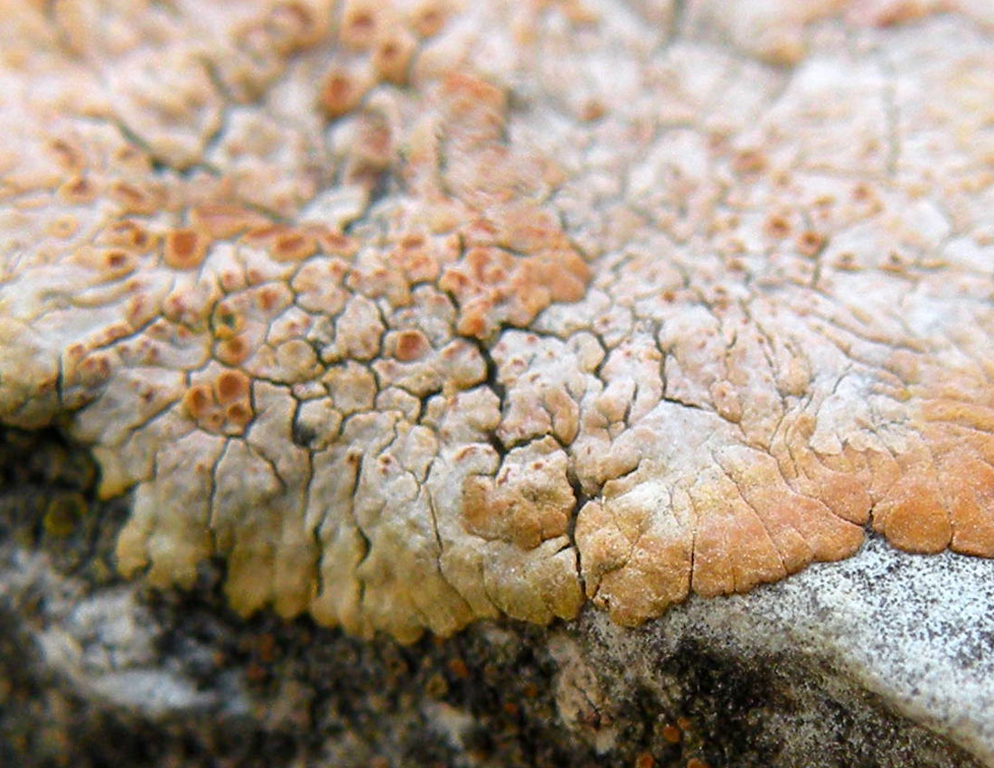 Caloplaca decipiens?